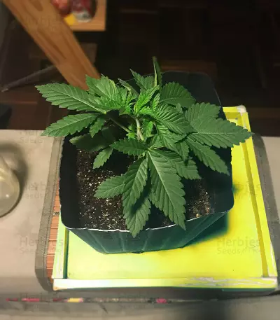 White Widow (Big Head Seeds) Cannabis-Samen
