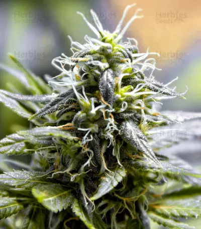 X18 Pure Pakistani Regular (Reserva Privada) Cannabis-Samen
