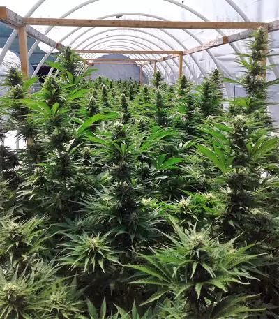 Zamaldelica (Ace Seeds) Cannabis-Samen