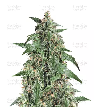 Zombi Rasta Marley (Hero Seeds) Cannabis-Samen