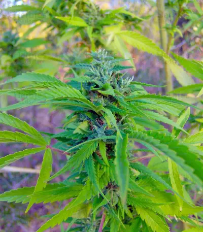 Arjan's Haze #3 (GHS) Cannabis-Samen