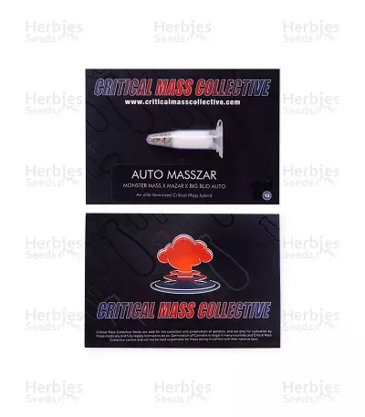 Auto Masszar (Critical Mass Collective Seeds) Cannabis-Samen