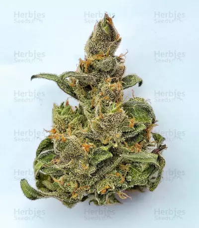 Big Bomb Auto (Bomb Seeds) Cannabis-Samen