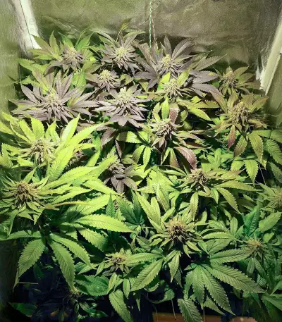 Blue Pyramid (Pyramid Seeds) Cannabis-Samen