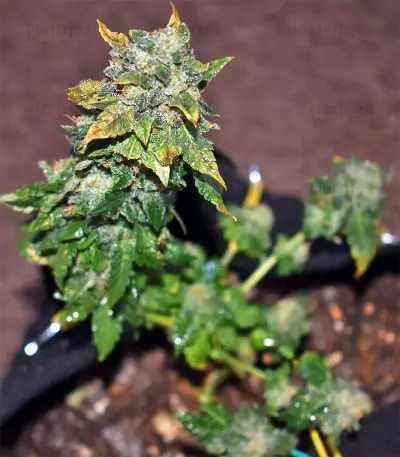Blue Sherbet S1 strain