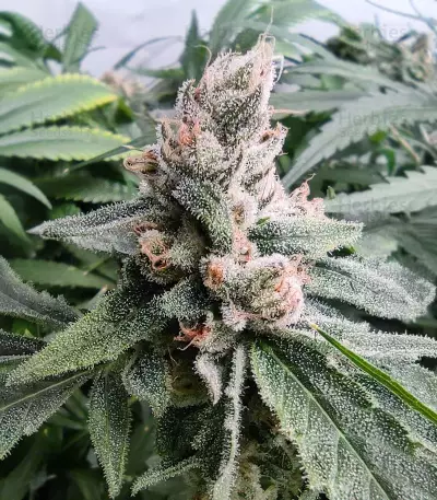Critical Daddy (BlimBurn Seeds)