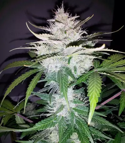 Cropical Fruit Auto (Cream of the Crop Seeds)