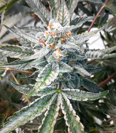 Delicious Cookies Early Version feminisierte Samen (Delicious Seeds)