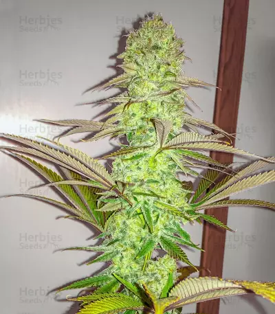 Eleven Roses Early Version feminisierte Samen (Delicious Seeds)