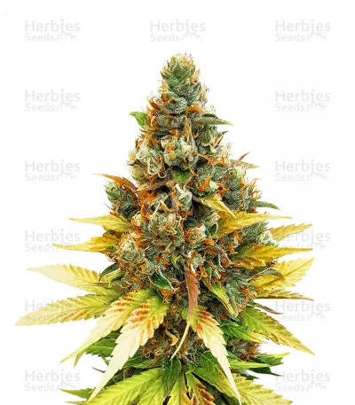 Gelato (Cali Buds Seeds) Cannabis-Samen