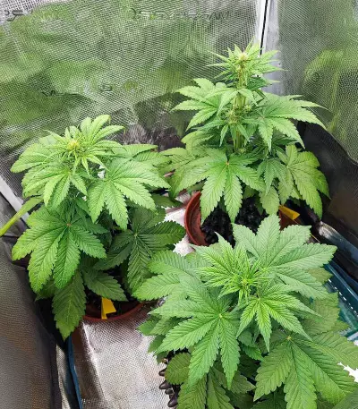 Lemon Cherry Cookies Auto feminisierte Samen (Fast Buds)