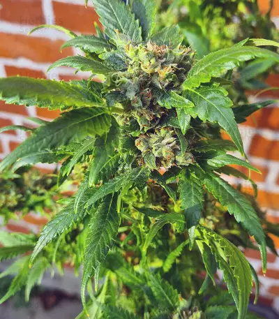 Pumpkin Kush regular (RQS) Cannabis-Samen