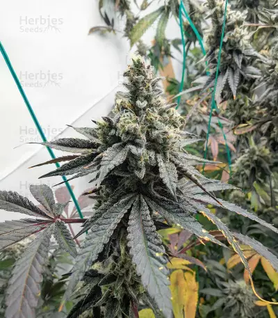 Purple Punch F1 feminisierte Samen (Seedkeepers)