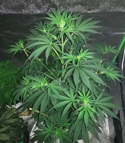 Russian Haze Auto (Flash Seeds) Cannabis-Samen