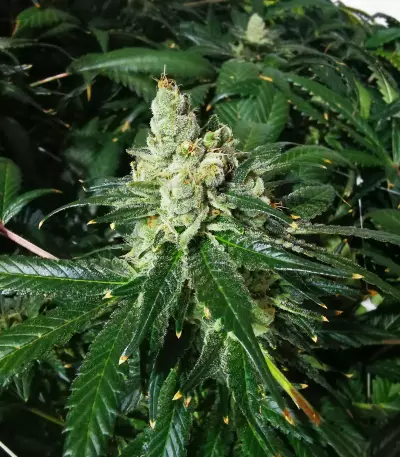 Sour Diesel feminisierte Samen (Barney’s Farm)