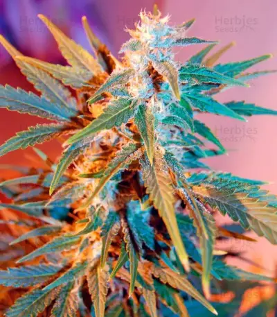 Belladonna (Paradise Seeds) Cannabis-Samen