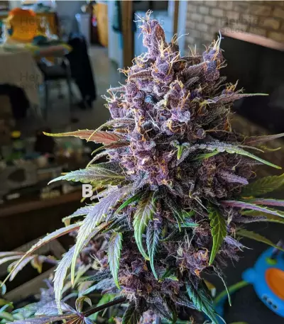 Black Cherry Punch feminisiertes Saatgut (Pyramid Seeds)