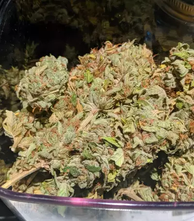 Blue Gelato 41 feminisierte Samen