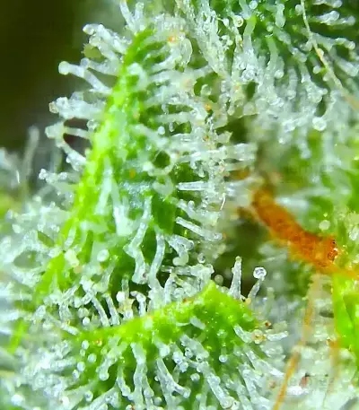 Brain's Escape (K.C. Brains Seeds) Cannabis-Samen