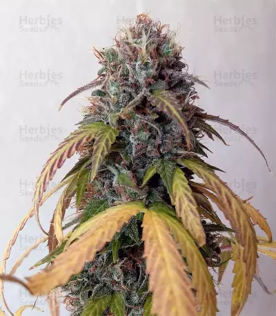 Buddha Magnum Auto (Buddha Seeds) Cannabis-Samen