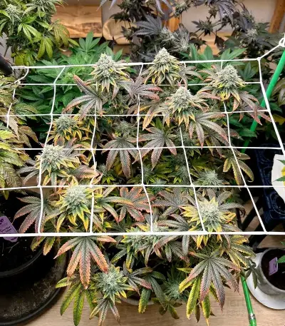 Cream Auto (BlimBurn Seeds)