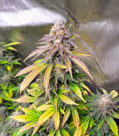 Dream Queen Autoflower feminisierte Samen (Humboldt Seed Company)