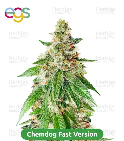 Fast Finish Bundle #2: 3x3 seeds (Mixed)