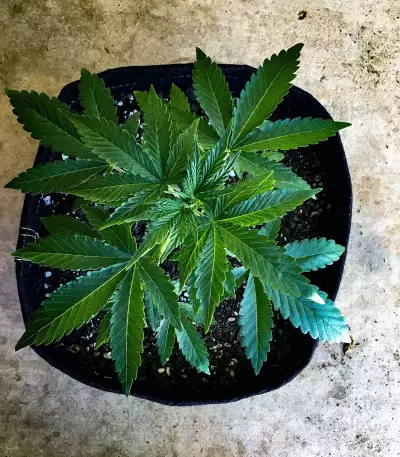 GG#4 Original Glue Auto (Auto Seeds) Cannabis-Samen