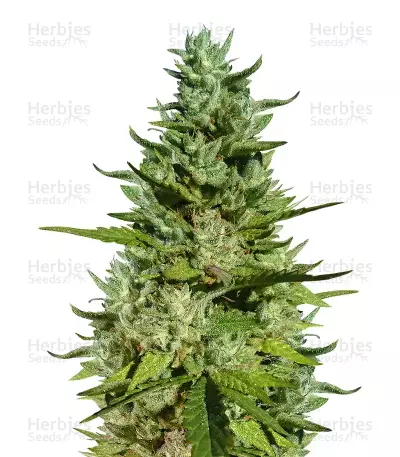 GG#4 Original Glue (Blackskull Seeds) Cannabis-Samen