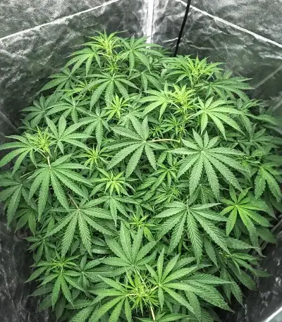 Gorilla Ice Cream (Expert Seeds) Cannabis-Samen