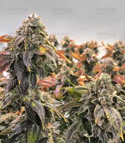 Holy Grail Kush (DNA Genetics) Cannabis-Samen