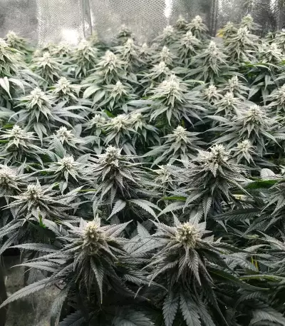 Humboldt Headband Autoflower feminisierte Samen (Humboldt Seed Company)