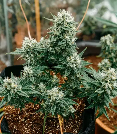 Mi 6 Auto (Flash Seeds) Cannabis-Samen
