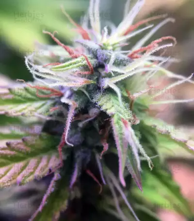 Monkey GG#4 Original Glue (Growers Choice) Cannabis-Samen