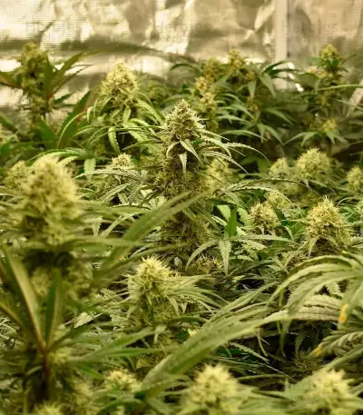 Monster Bruce Banner Auto feminisierte Samen (Monster Genetics)