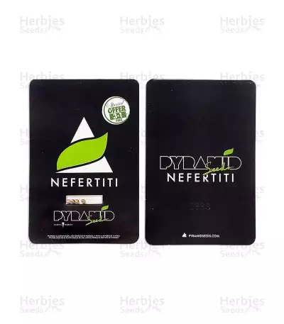 Nefertiti (Pyramid Seeds) Cannabis-Samen
