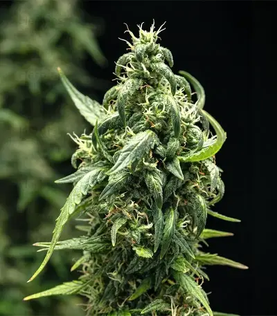 NYC Sour D Auto (Tyson S) (Royal Queen Seeds)