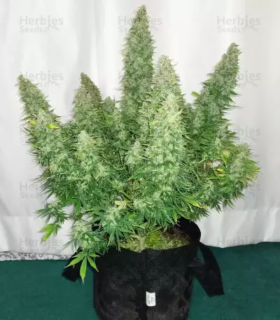 Original Auto Sour Diesel (Fast Buds) Cannabis-Samen
