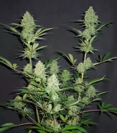 Princess Haze feminisierte Samen (Brothers Grimm Seeds)