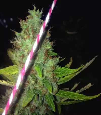 Purple Haze (G13 Labs) Cannabis-Samen