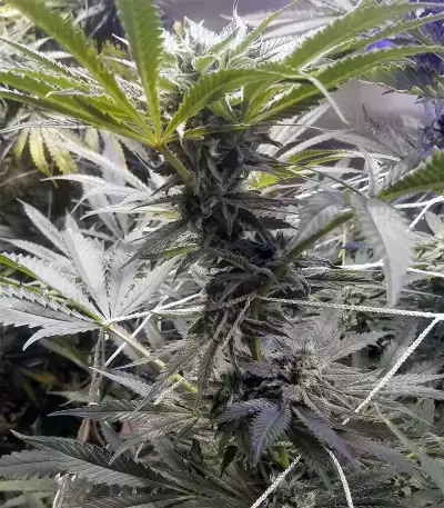 Three Blue Kings (Humboldt Seeds Organization) Cannabis-Samen