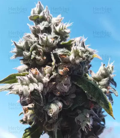 Triple G (RQS) Cannabis-Samen