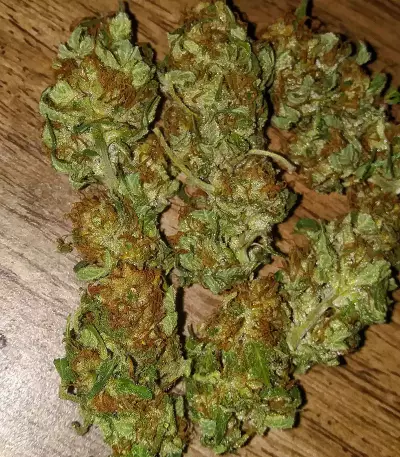 Venice Beach Afghan (Kera Seeds) Cannabis-Samen