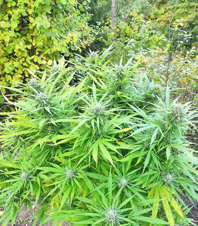 XXL Fem Mix feminisiertes Saatgut (Seedstockers)