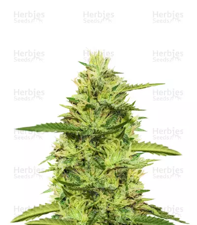 Top 44 (Kera Seeds) Cannabis-Samen