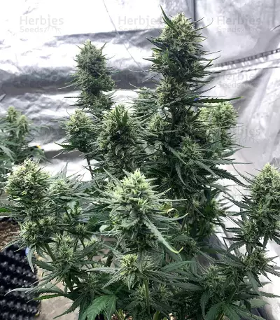 Tropicana Cookies Auto feminisierte Samen (Fast Buds)