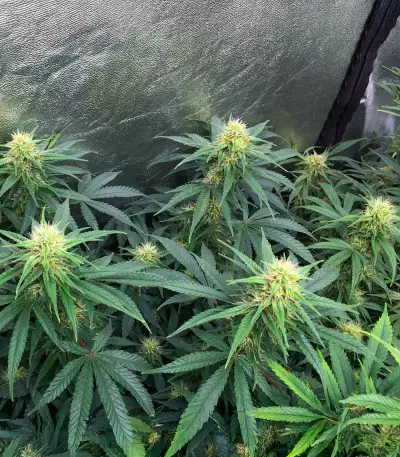 Northern Lights 10 of 10 feminisierte Samen (Seedkeepers)