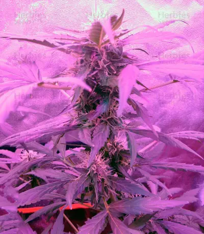 Green-O-Matic Auto (GHS) Cannabis-Samen