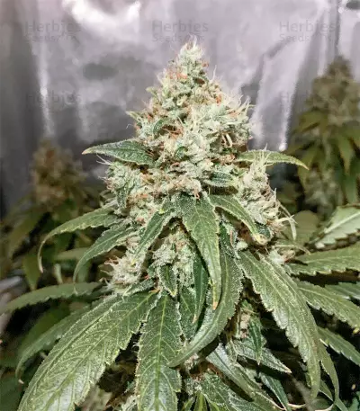 Alien OG Regular strain