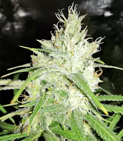 Amnesia (Seedstockers) Cannabis-Samen